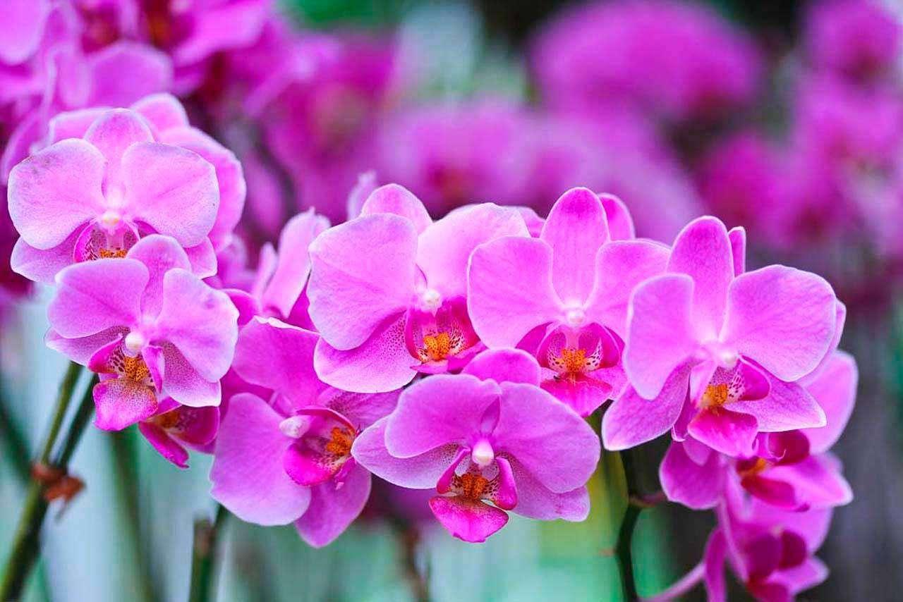 Сиреневые орхидеи 4-009 - фото 2 - id-p111666442