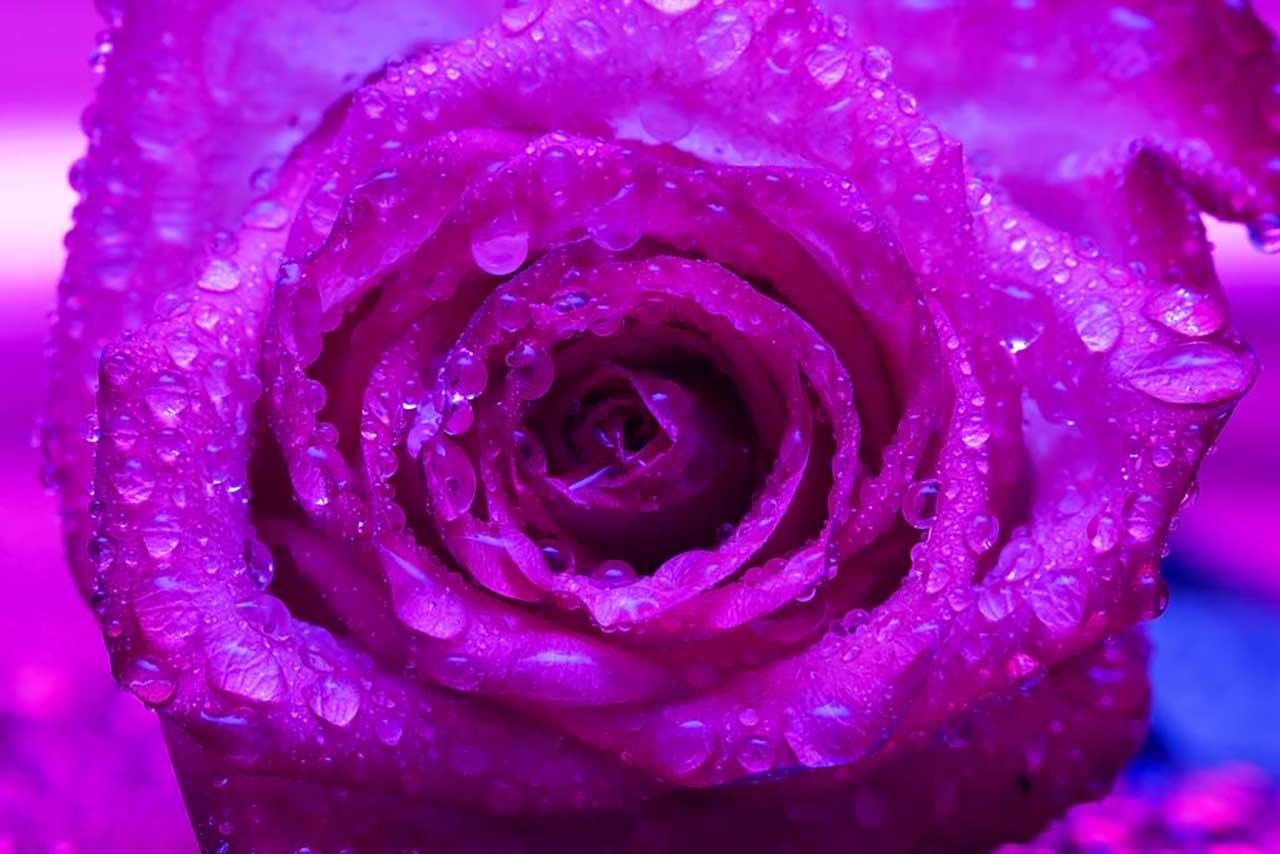 Фиолетовая роза 9-040 - фото 2 - id-p111666860