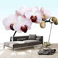 Белая орхидея живописная 10-161