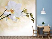 Белая орхидея привлекательная 10-163