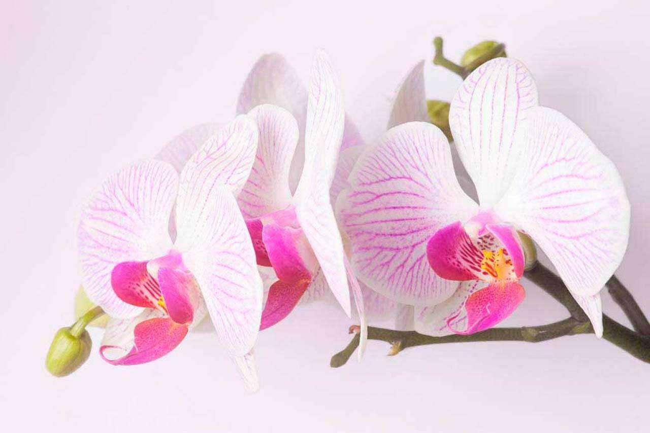 Розовая орхидея красивая 10-165 - фото 2 - id-p111668015