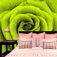 Зеленая роза с каплями росы 10-308