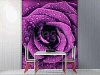 Фиолетовая роза с каплями росы 10-309