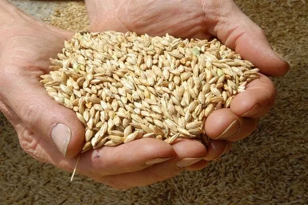 Пшеница в мешках - фото 1 - id-p112153873