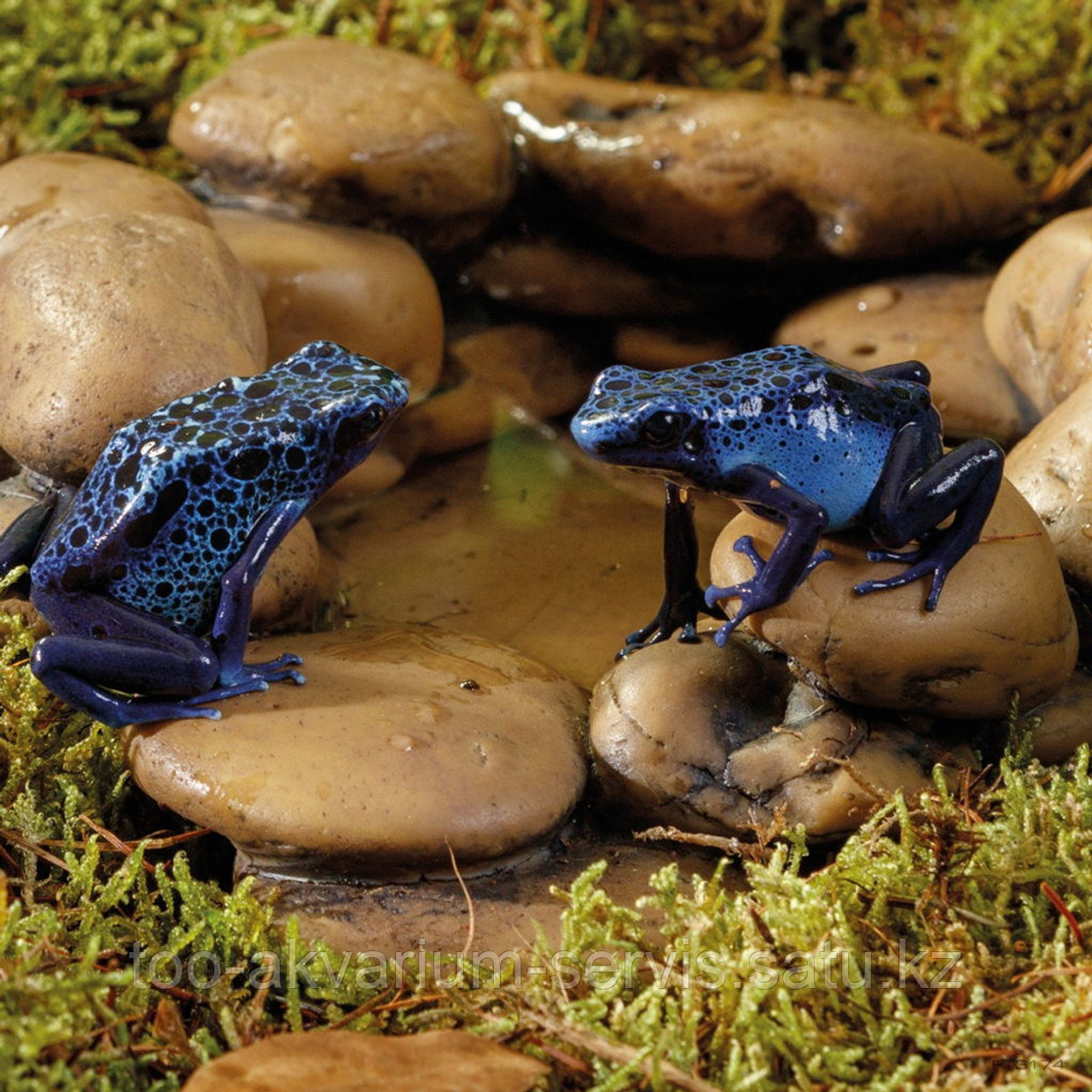 EX Frog Pond Large. Pebble Water Dish пруд для лягушек (большой) - фото 2 - id-p112204743