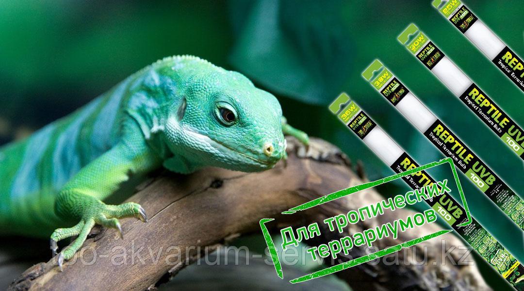 Люминесцентная лампа с УФ - Exo-Terra Reptile UVB100 - 25 Вт / 75 см / T8 - фото 3 - id-p112205234