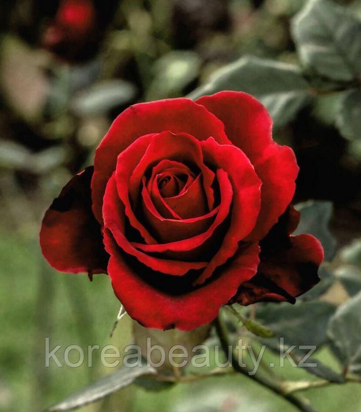 Аромадиффузор Markfume Modern Edition Floral Garden. Полевые цветы! - фото 2 - id-p112364265
