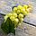 Искусственный виноград желтый, 15см, фото 5