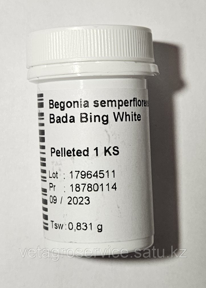 Бегония Bada Bing White Syngenta 1000 семян - фото 5 - id-p111855904