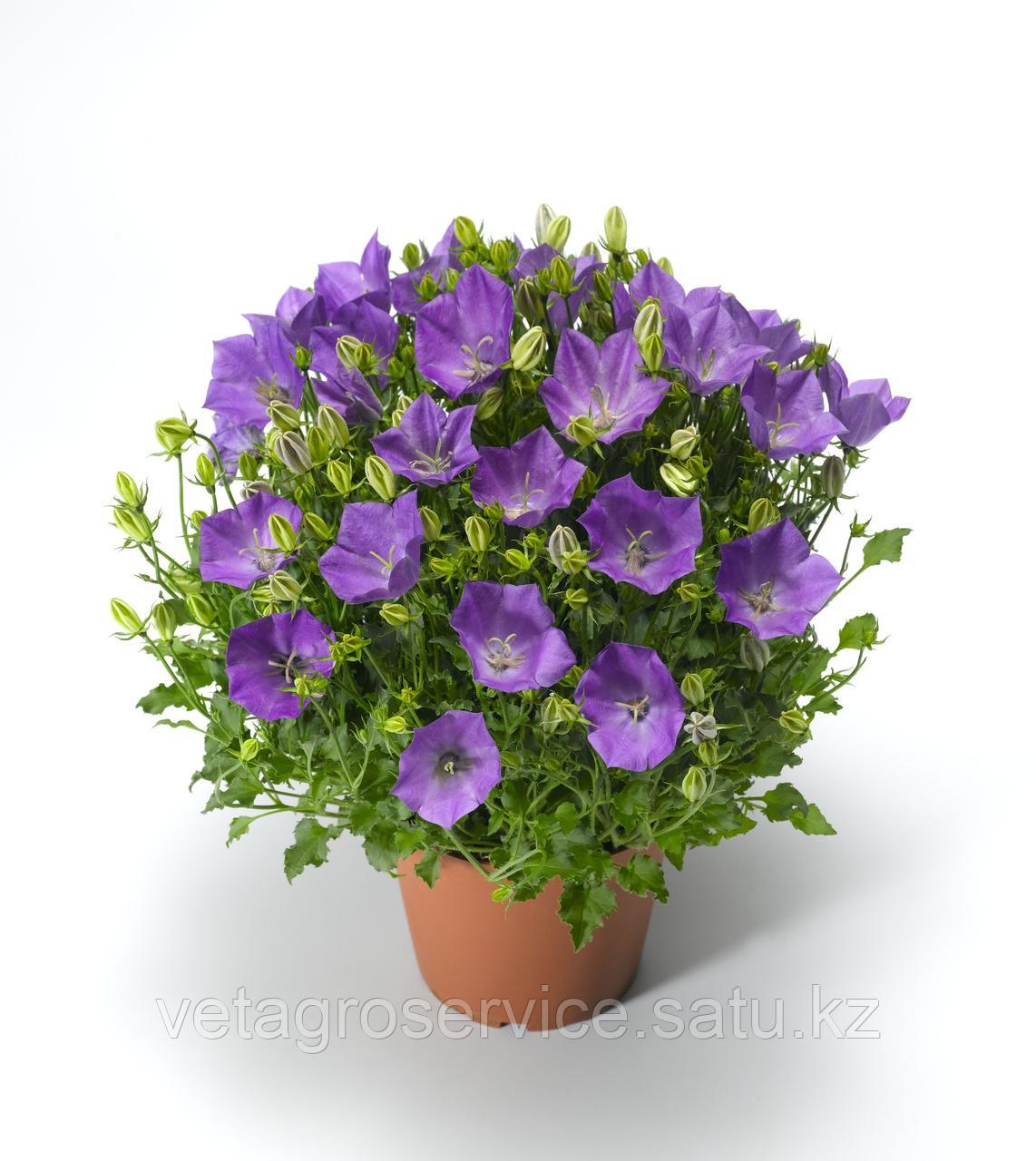 Колокольчик карпатский Pristar Deep Blue/ Пристар Deep Blue Syngenta 1000 семян - фото 1 - id-p112375715