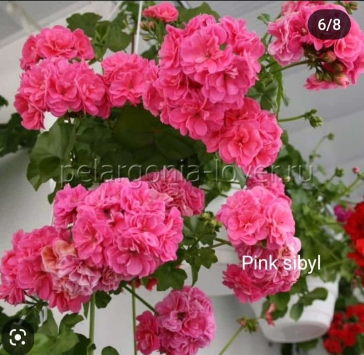 Плющелистная пеларгония Pink Sibyl (взрослый молодой куст)