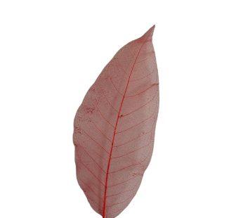 Скелетированные листья, красные - фото 1 - id-p112585068