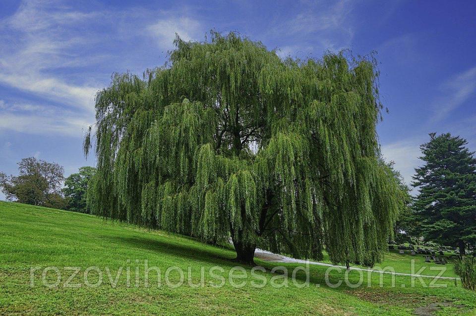 Жас қыздың порно кастингі