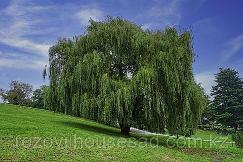 H2O тек су секс қосыңыз