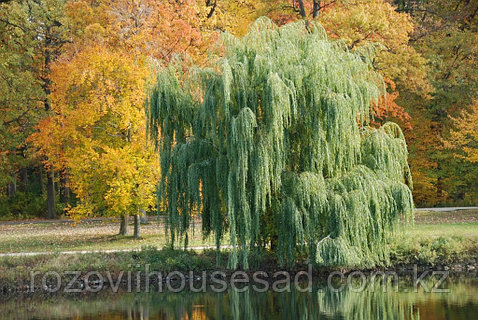 Эротикалық аналь массажы