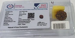 Рудракша четырехликая