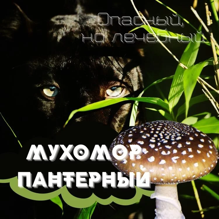 Мухомор Пантерный (Amanita Pantherina), шляпки 5гр - фото 2 - id-p112640274