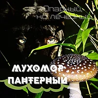 Мухомор Пантерный (Amanita Pantherina), вакуум. п,  20гр