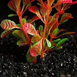 Растение искусственное аквариумное, 3 х 9 см, оранжево-зелёное, фото 3