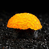 Декор для аквариума коралл Faviidae, 5 х 2,5 см, силиконовый, оранжевый, фото 4