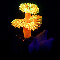 Декор для аквариума "Коралл на платформе" силиконовый, 6 х 4 х 7 см, оранжевый
