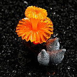 Декор для аквариума "Коралл на платформе" силиконовый, 6 х 4 х 7 см, оранжевый, фото 4
