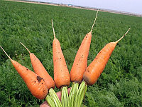 Семена моркови Шантане Ред Корд