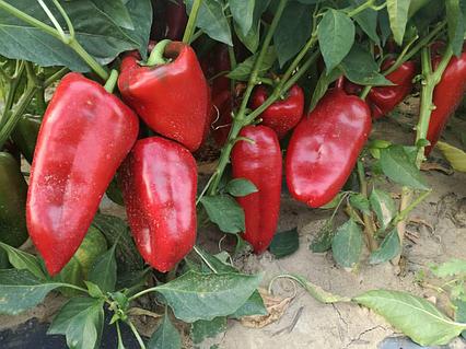 Шелектегі секс видео