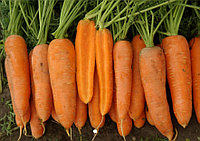 Семена моркови Олимпо F1