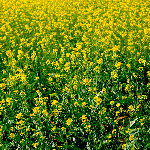 Сидерат Горчица белая 0,5 кг | Фаско® Москва, фото 2