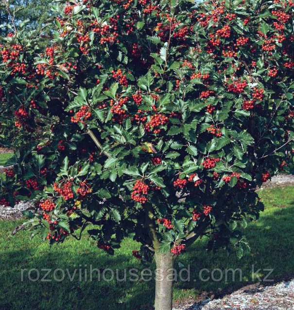 Орыс аяқ фетиш аяқ иісі видео