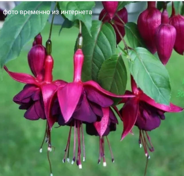 Bilberry Sorbet/ укор.черенок - фото 1 - id-p59500878