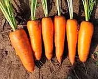 Семена моркови Каролина f1 Т-134