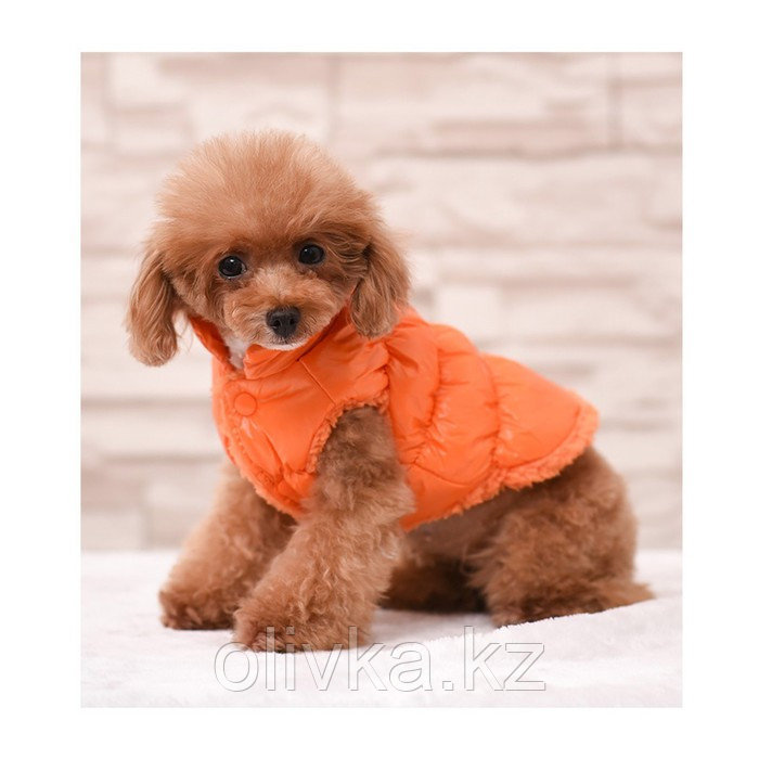 Куртка для собак "Блеск", M (ДС 30, ОГ 43, ОШ 28 см, до 7 кг), оранжевая - фото 1 - id-p113238224