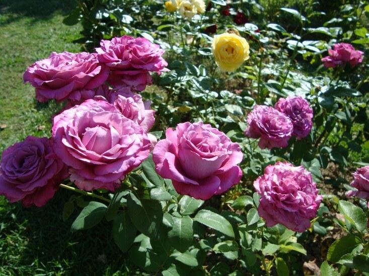 Роза Клод Брассер чайно-гибридная - фото 3 - id-p113699283