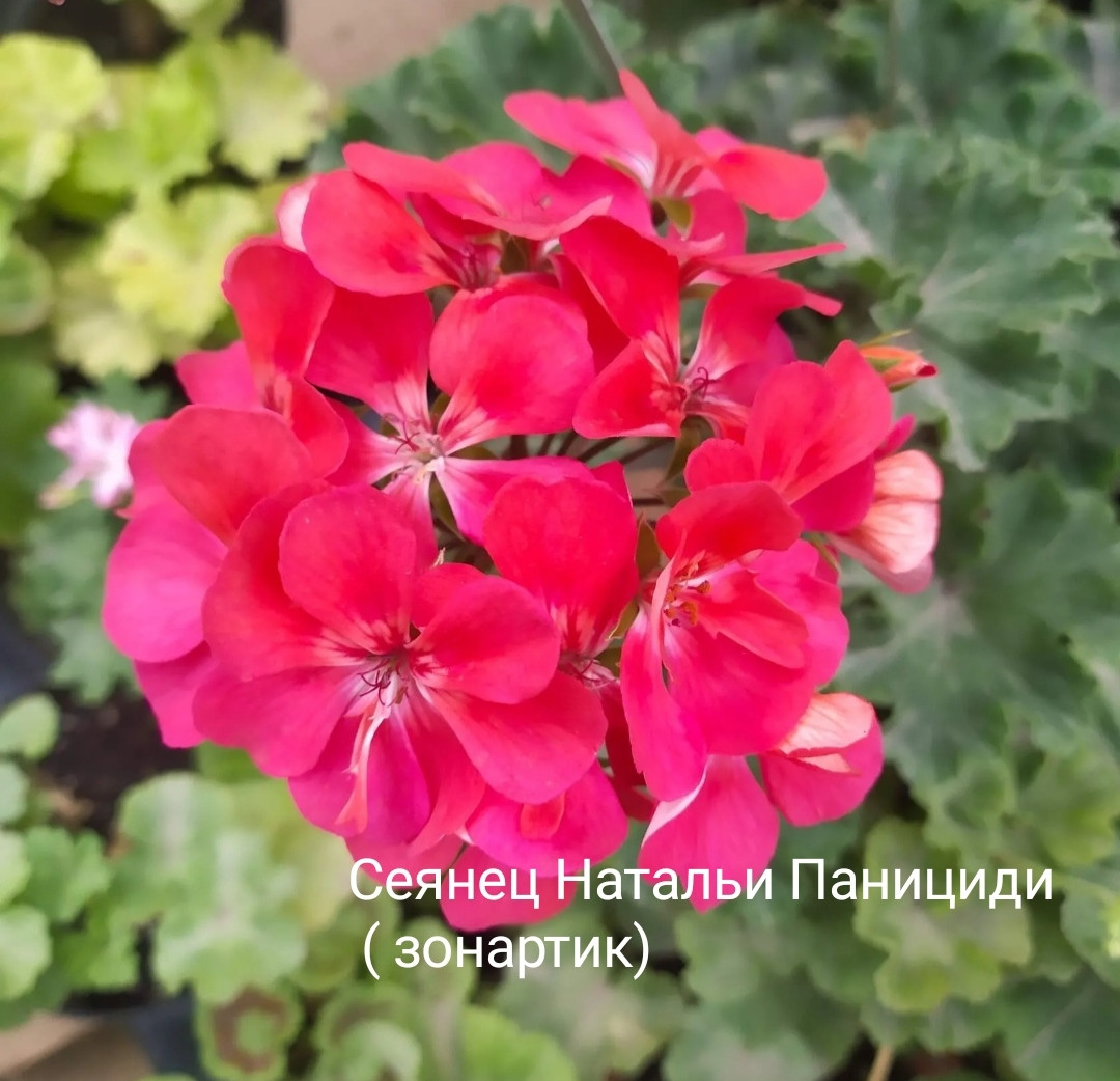 Пеларгония Сеянец Натальи Панициди ( зонартик) , (молодой взрослый куст)