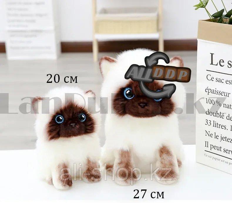 Мягкая игрушка Кошка сиамская с блестящими глазами маленькая 20 см - фото 3 - id-p113469489