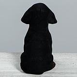 Копилка "Ротвейлер", флок, чёрный цвет, 27 см, фото 3