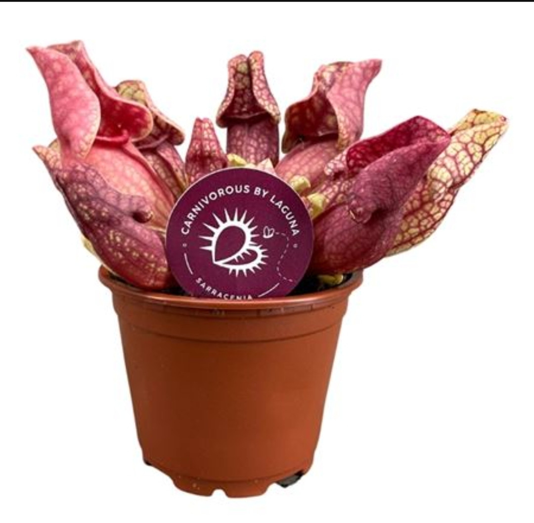 Sarracenia Purpurea Venosa