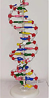 Модель «Структура ДНК»