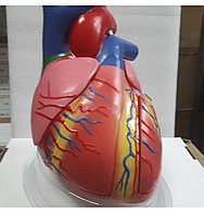 Модель «Сердце человека (демонстрационный)»