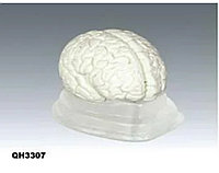 Модель «Мозг человека (в разрезе)»