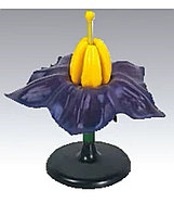 Модель «Цветок картофеля»