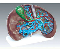Модель Печень в разрезе