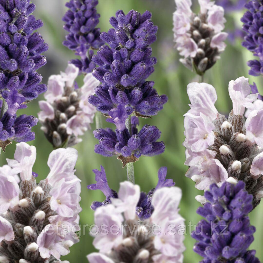 Лаванда Сцент Blue&White Early MIX 1000 семян Syngenta - фото 1 - id-p113747169