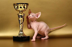 Ветеринарная помощь; консультация фелинолога