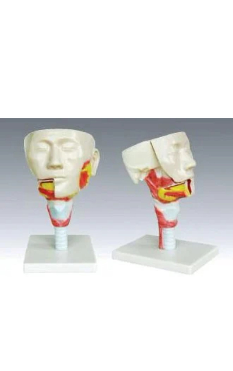Модель "Голова с мышцами" (в разрезе) - фото 1 - id-p113873929