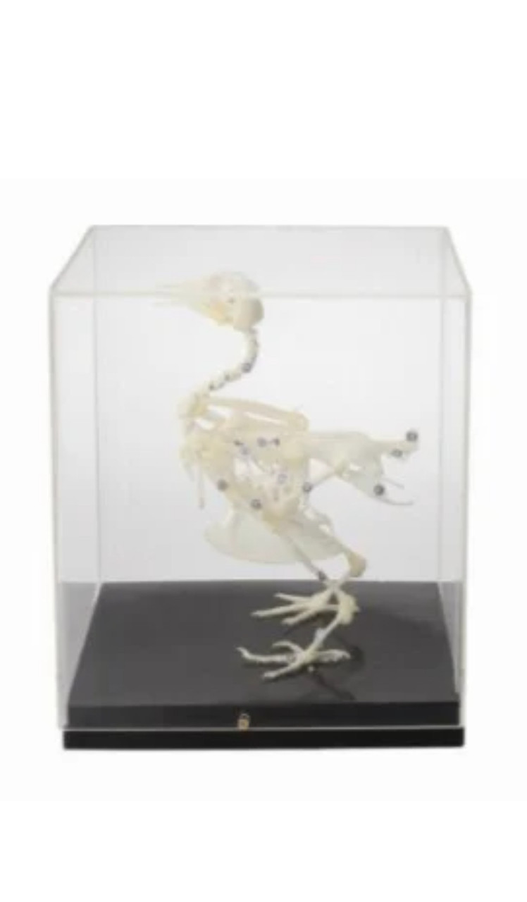 Скелет голубя - фото 1 - id-p113874418