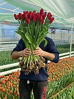 Тюльпаны оптом к 8 марта и 14 февраля