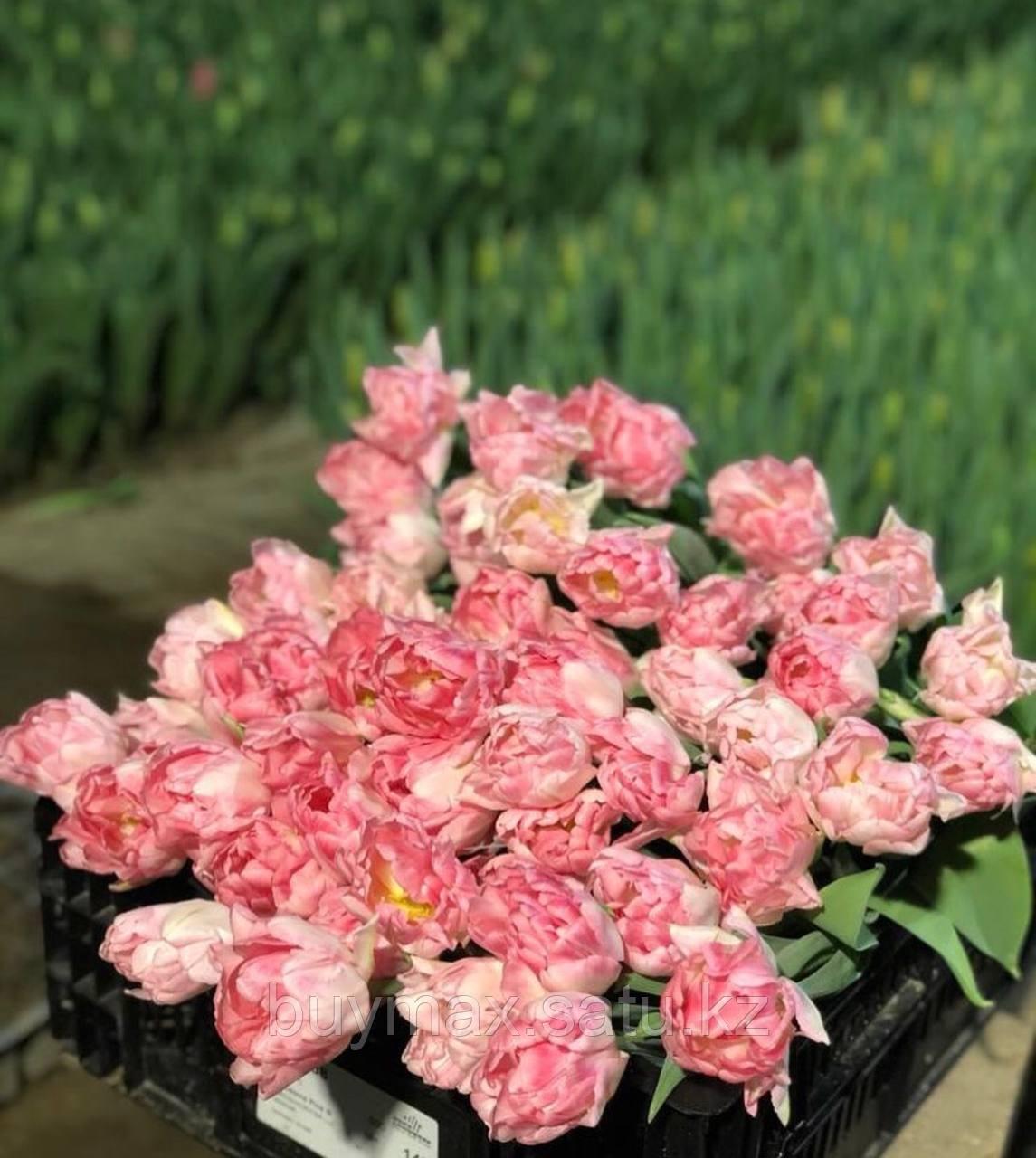Тепличные тюльпаны - фото 8 - id-p113873814
